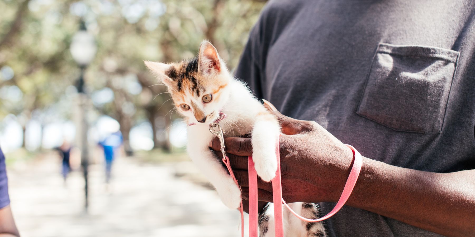 Measuring Kittens for Harnesses: What's Different?
