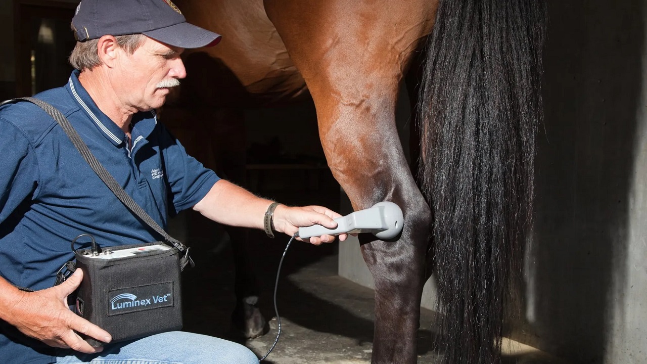 Revolutionizing Pet Care: The Benefits of Cold Laser Therapy for Dogs and Horses